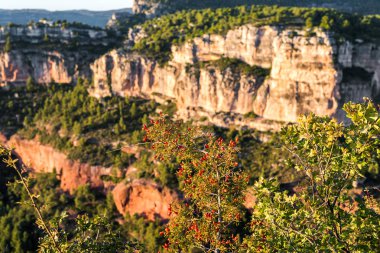 Bush ile Siurana de Prades, Tarragona, İspanya bir manzarada bir arka plan üzerinde kırmızı meyveler. Yakın çekim.
