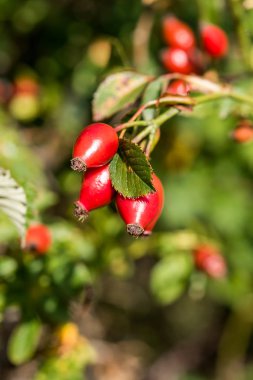 Köpek-rose şube yakın çekim, Siurana, Catalunya, İspanya. Arka plan bulanık. Dikey. 