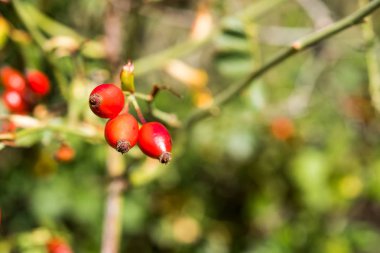 Köpek-rose şube yakın çekim, Siurana, Catalunya, İspanya. Arka plan bulanık.
