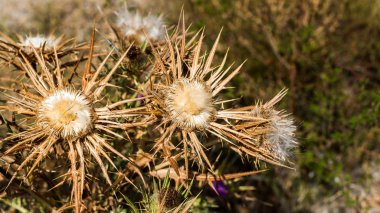 Thistle yakın çekim alanında Siurana, Catalunya, İspanya kuru. Yakın çekim.