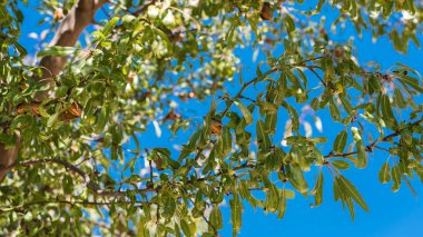 Olgun badem ağacı dalı, Siurana, Catalunya, İspanya. Üzerinde mavi arka plan izole.                         