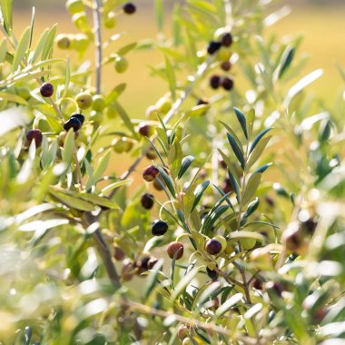 Yeşil Zeytin bahçesinde, Siurana, Catalunya, İspanya bir ağaçta. Yakın çekim.