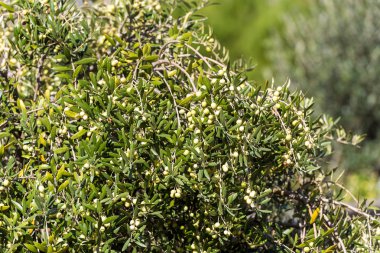 Bir ağaç için bahçede, Siurana, Catalunya, İspanya üzerinde yeşil zeytin. 