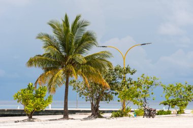 Kumlu plaj, Maldivler, Hint Okyanusu manzarası. Metin için yer kopyalayın.                                 