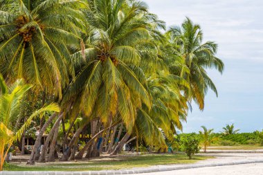 Hindistan cevizi hurma ağacı, Maldiv Adaları ile güzel tropikal plaj manzarası. Metin için yer kopyalayın.                   
