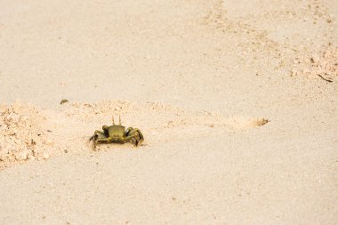 Kumlu bir plaj üzerinde Maldivler, Hint Okyanusu yengeç. Metin için yer kopyalayın.