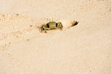 Kumlu bir plaj üzerinde Maldivler, Hint Okyanusu yengeç. Metin için yer kopyalayın.