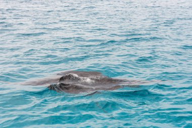Rampa yüzeyinde oluşan su, erkek, Maldiv Cumhuriyeti. Yakın çekim.