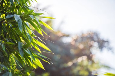 Bambu bir arka plan bulanık, Louangphabang, Laos bırakır. Yakın çekim.