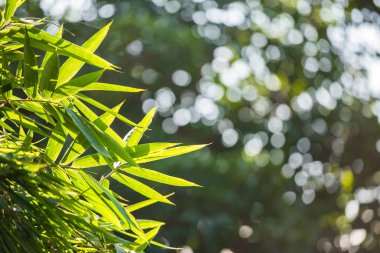 Bambu bir arka plan bulanık, Louangphabang, Laos bırakır. Yakın çekim.