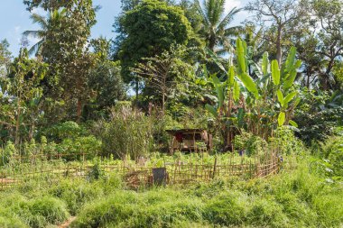 Kırsal bir mutfak bahçe çit, Louangphabang, Laos arkasında görüntüleyin. 