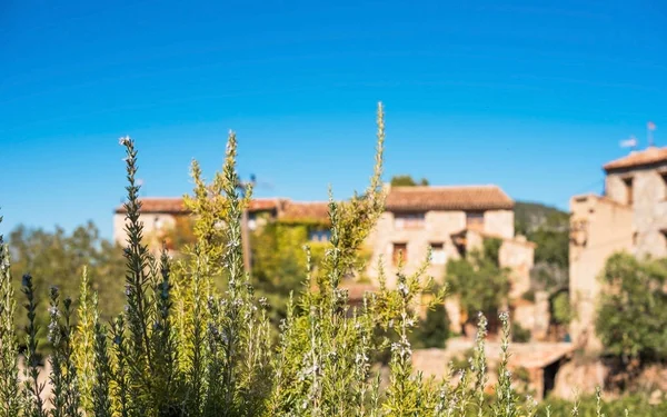 Flores silvestres en el fondo de los edificios, Siurana, Tarragona, España. Primer plano . —  Fotos de Stock