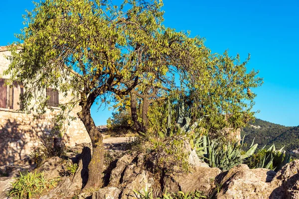 Veduta di un albero sullo sfondo di un paesaggio montano, Siurana, Tarragona, Spagna. Copia spazio per testo . — Foto Stock