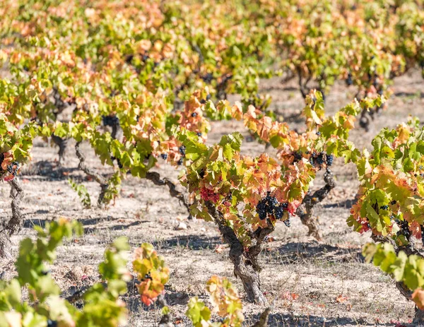 Ripe grapes in the garden, Siurana, Catalunya, Spain. Close-up. — Stock Photo, Image