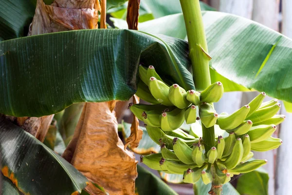 Unripe bananas on the tree in Punta Cana, La Altagracia, Dominican Republic. Close-up. — Stock Photo, Image