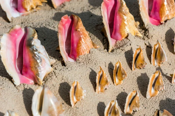 Bellissime conchiglie tropicali sulla spiaggia di Punta Cana, La Altagracia, Repubblica Dominicana. Primo piano . — Foto Stock