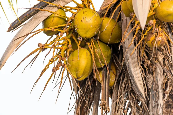 Cocos sobre fondo blanco en Bayahibe, La Altagracia, República Dominicana. Primer plano . —  Fotos de Stock