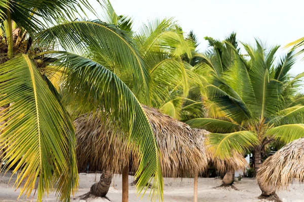 Una vista de las palmeras en una playa de arena en Punta Cana, La Altagracia, República Dominicana. Copiar espacio para texto . — Foto de Stock