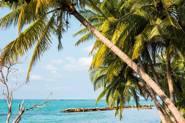 Vista de la bonita playa tropical con palmera de coco, islas Maldivas. Primer plano . — Foto de Stock