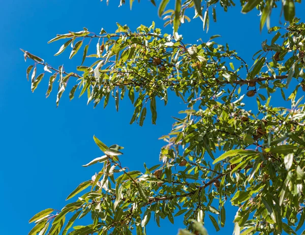 나뭇가지, Siurana, 카탈루냐, 스페인에 알 하 몬 익은 드 파란색 배경에 절연. — 스톡 사진