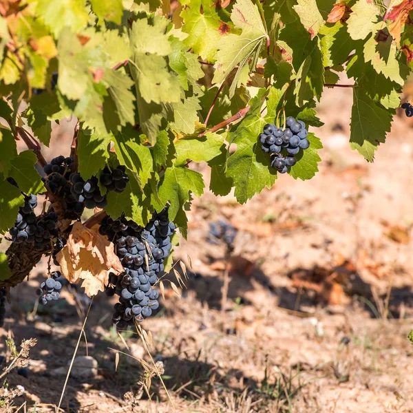 Ripe grapes in the garden, Siurana, Catalunya, Spain. Close-up. — Stock Photo, Image