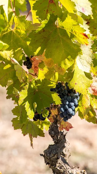 Ripe grapes in the garden, Siurana, Catalunya, Spain. Close-up. Vertical. — Stock Photo, Image