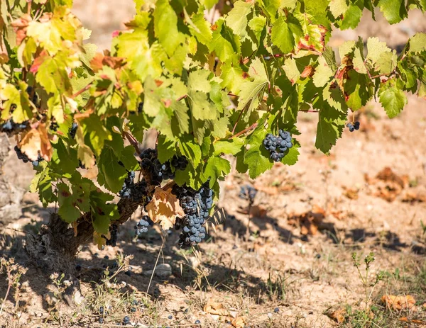 Uvas maduras en el jardín, Siurana, Cataluña, España. Copiar espacio para texto . — Foto de Stock