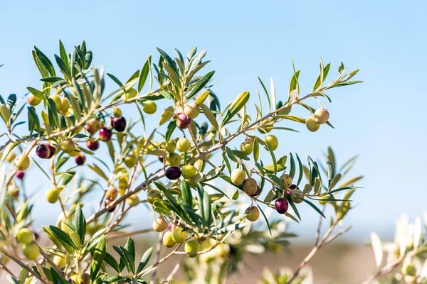 Zelené olivy na stromě v zahradě, Siurana, Catalunya, Španělsko. Detail. — Stock fotografie