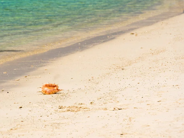 Seashell sulla spiaggia di sabbia, Maldive, Oceano Indiano. Copia spazio per testo . — Foto Stock