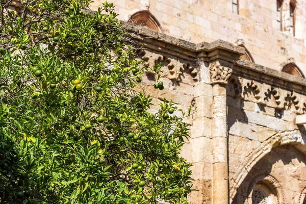 Green mandarins on a tree in the courtyard of the Tarragona Cathedral (Catholic cathedral) on a sunny day, Catalunya, Spain. Close-up. — Stock Photo, Image