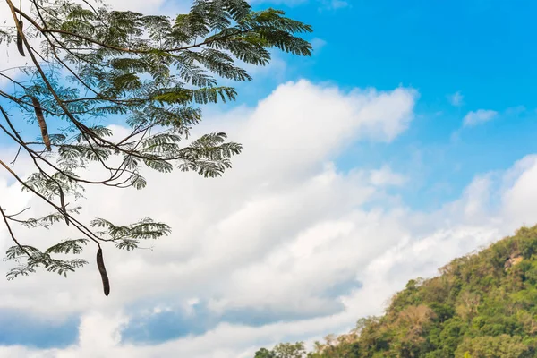 Ramas de acacia contra el cielo, Louangphabang, Laos. Copiar espacio para texto . — Foto de Stock