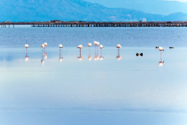Delta del Ebro, Catalunya, İspanya suda güzel flamingo grup.
