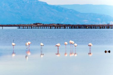 Delta del Ebro, Catalunya, İspanya suda güzel flamingo grup.