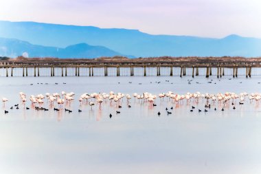 Delta del Ebro, Catalunya, İspanya suda güzel flamingo grubu. Metin için yer kopyalayın.          