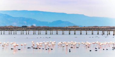 Delta del Ebro, Catalunya, İspanya suda güzel flamingo grubu. Metin için yer kopyalayın.          
