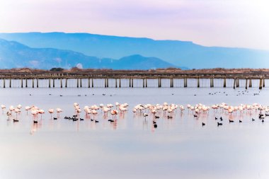 Delta del Ebro, Catalunya, İspanya suda güzel flamingo grubu. Metin için yer kopyalayın.          