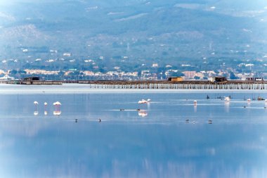 Delta del Ebro, Catalunya, İspanya suda güzel flamingo grubu. Metin için yer kopyalayın.          
