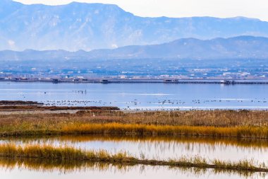 Manzara manzara nehir Delta del Ebro, Catalunya, İspanya. Metin için yer kopyalayın.          