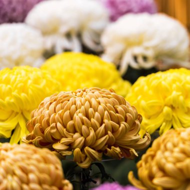 Güzel renkli krizantem kapalı bir Japon bahçe. Yakın çekim.