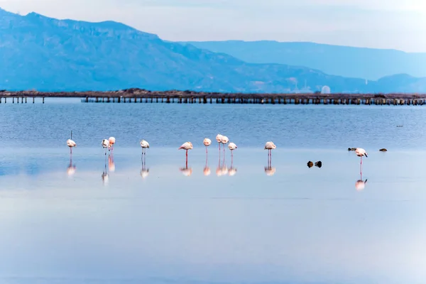 Belo grupo flamingo na água em Delta del Ebro, Catalunha, Espanha . — Fotografia de Stock