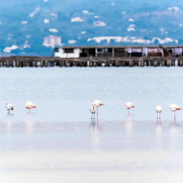 Piękny flamingo group w wodzie w Delta del Ebro, Katalonia, Hiszpania. Kopiować miejsca na tekst. — Zdjęcie stockowe