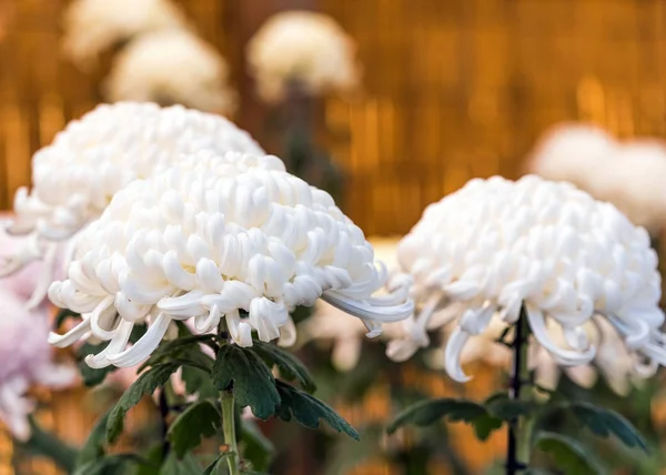 Hermoso crisantemo blanco en un jardín japonés cerrado. Primer plano . —  Fotos de Stock