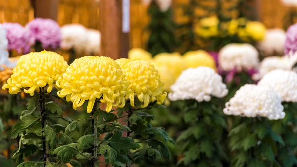 Hermosos crisantemos coloridos en un jardín japonés cerrado. Primer plano . —  Fotos de Stock