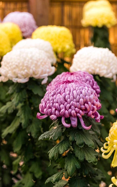 Hermosos crisantemos coloridos en un jardín japonés cerrado. Primer plano. Vertical . —  Fotos de Stock
