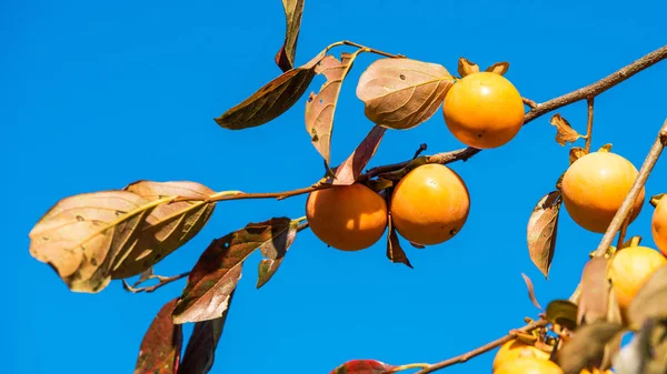 맑고 푸른 하늘에 대 한 일본 감 (감 kaki) 과일 나무. 클로즈업. — 스톡 사진