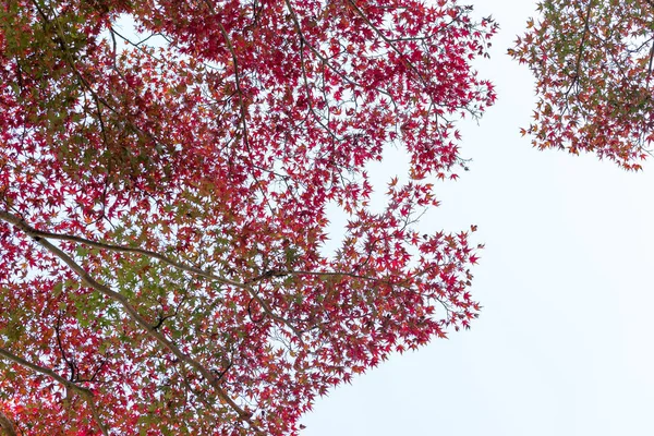 Japanska lönnlöv röda mot himlen, användning för bakgrund i japan hösten begrepp. Underifrån. — Stockfoto