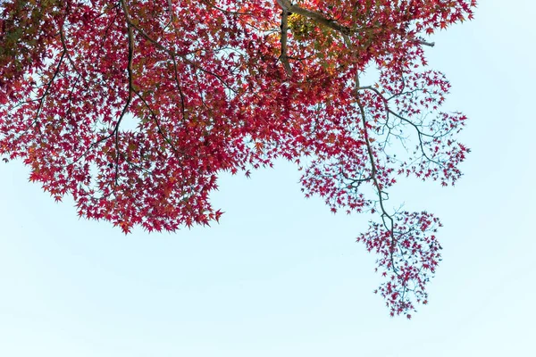 Japanska lönnlöv röda mot himlen, användning för bakgrund i japan hösten begrepp. Underifrån. — Stockfoto