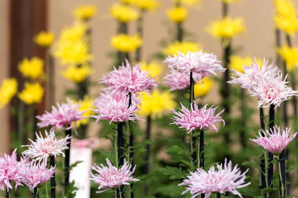 日本の温室でカラフルな菊の花。クローズ アップ. — ストック写真
