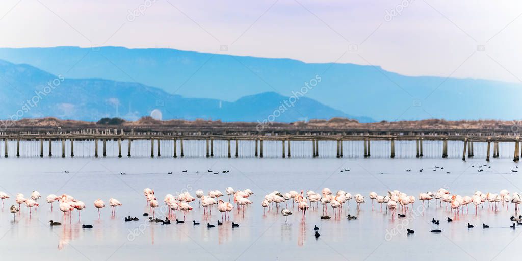 Beautiful flamingo group in the water in Delta del Ebro, Catalunya, Spain. Copy space for text.          