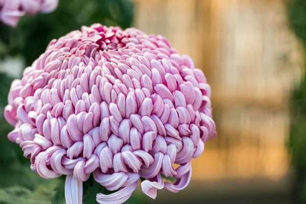 Purple chrysanthemum in a closed Japanese garden. Close-up